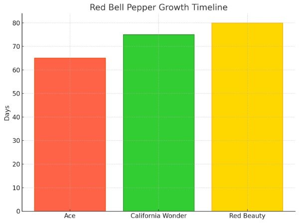 grow harvest dry freeze Red Capsicums Bell Pepper