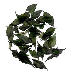 curry-leaves